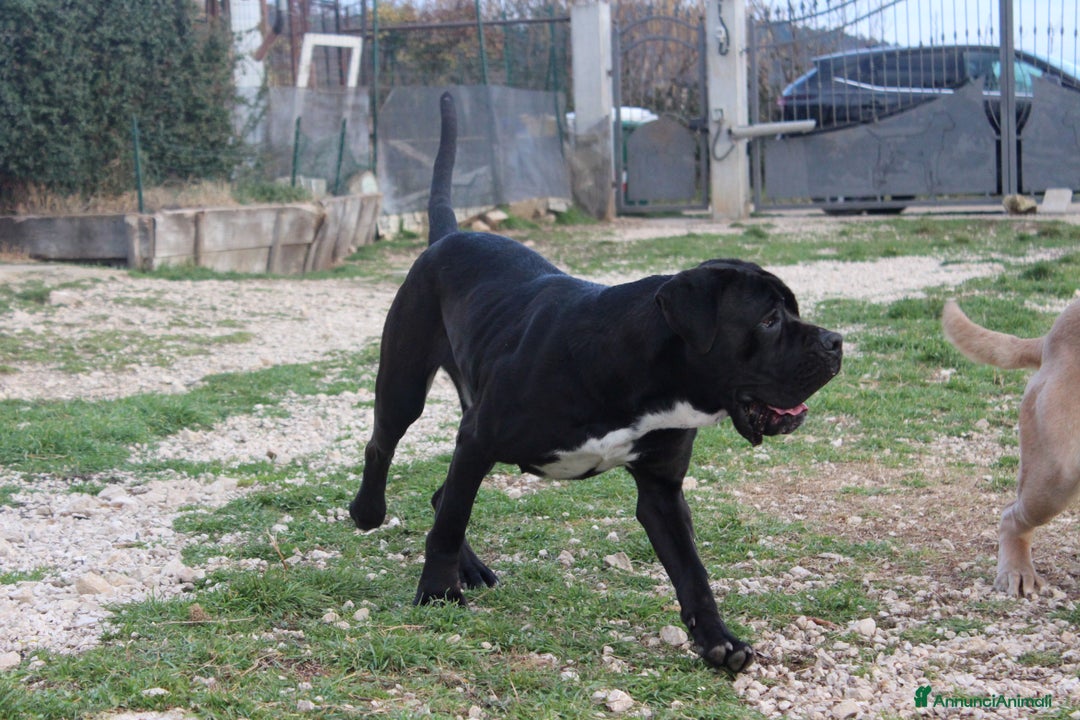 Cane Corso cani in vendita: Cuccioli di Cane Corso con Pedigree - Annuncio 8