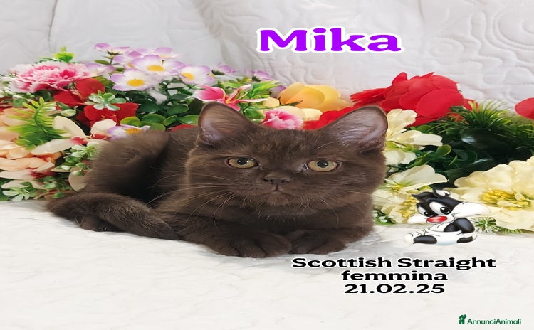 Scottish gatti a Città metropolitana di Roma Capitale - Annuncio 20