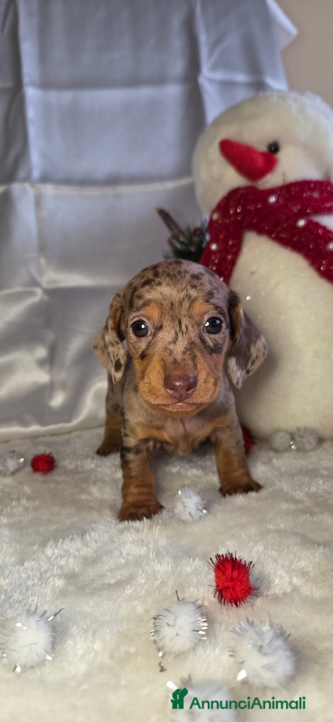 Bassotto cani in vendita: Bassotto maschio arlecchino chocolate - Annuncio 1