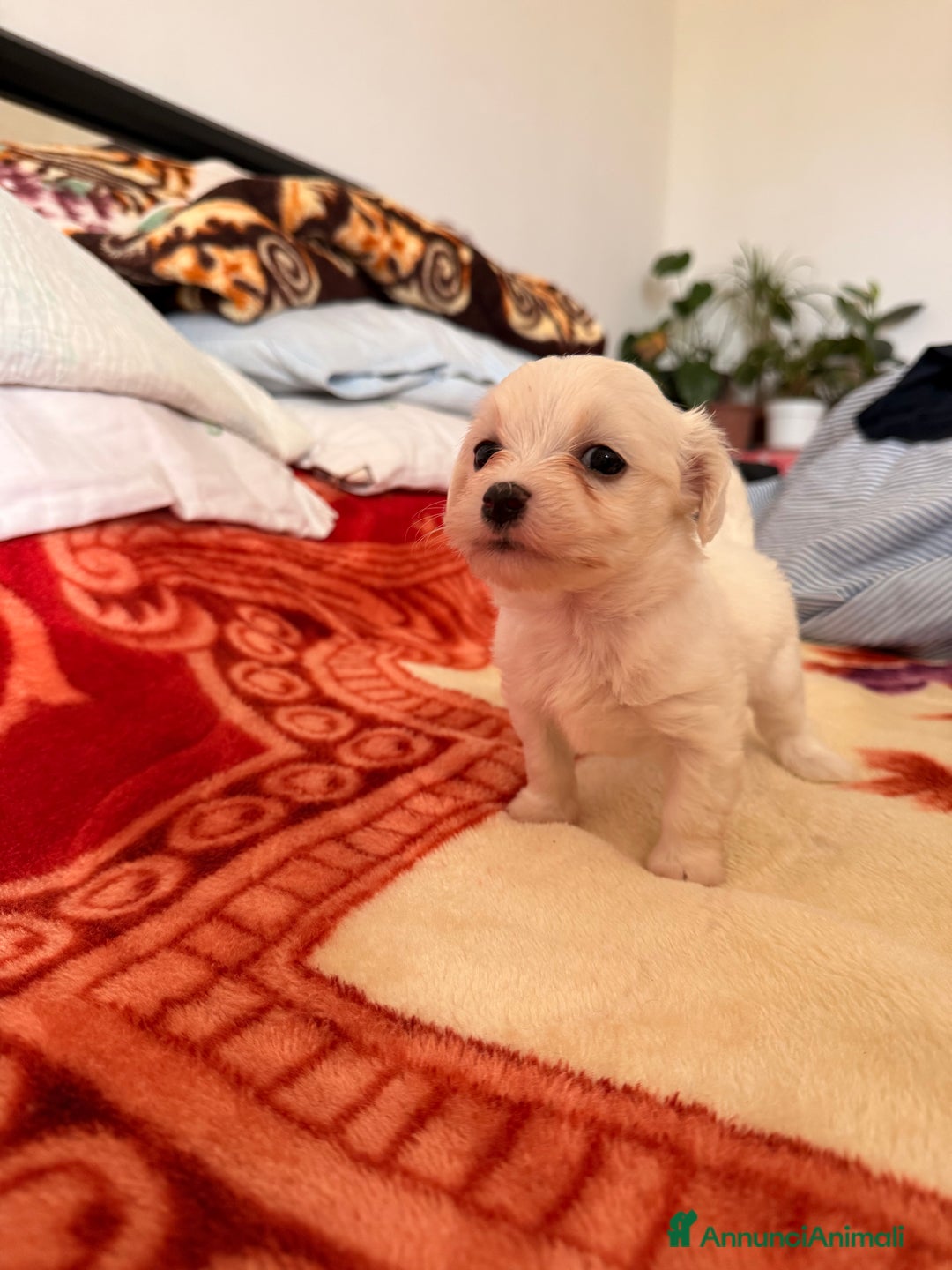 Bichon cani in vendita: Cuccioli di Bichon Maltese  - Annuncio 3
