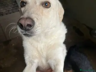 Meticcio cani LA DOLCISSIMA SUSI - Annuncio 13