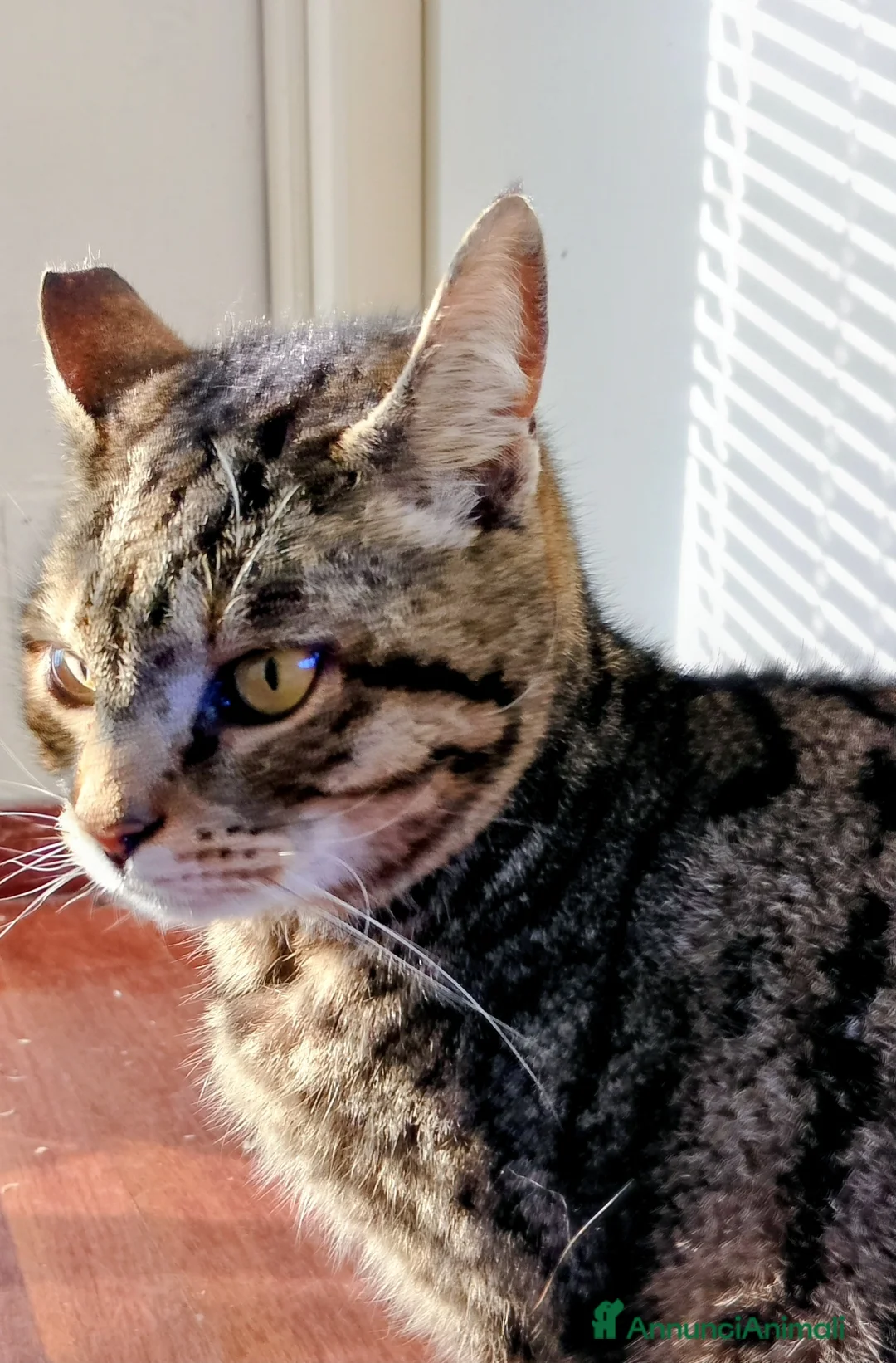 Meticcio gatti in regalo: Regalo due bellissime gatte - Annuncio 3