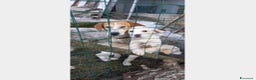 Meticcio cani in regalo: 5anni i cuccioli adottati x lei il nulla!ABRUZZO a Milano - Annuncio 2