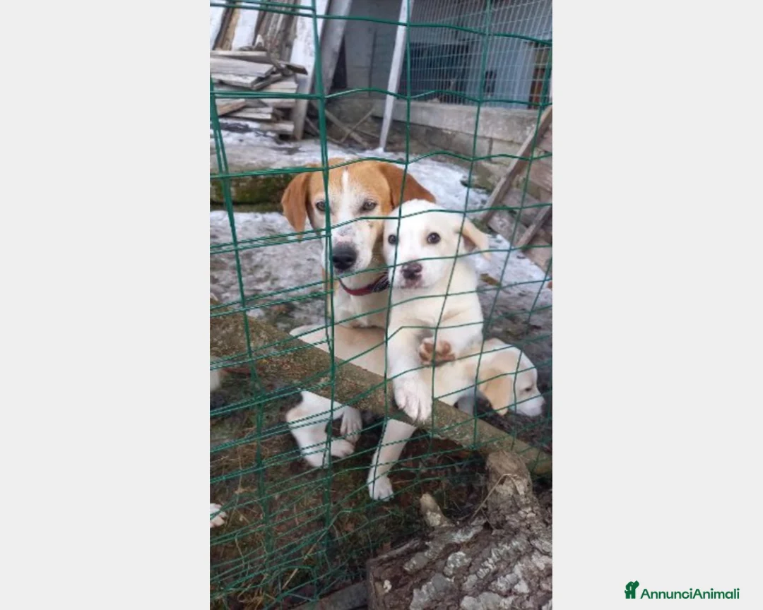 Meticcio cani in regalo: 5anni i cuccioli adottati x lei il nulla!ABRUZZO a Milano - Annuncio 2