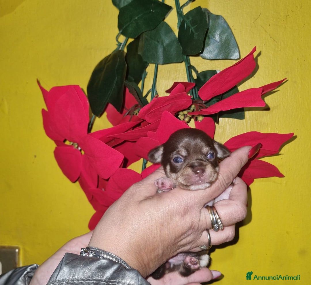 Chihuahua cani in vendita: Cuccioli di chiuhauha toy puri  - Annuncio 13