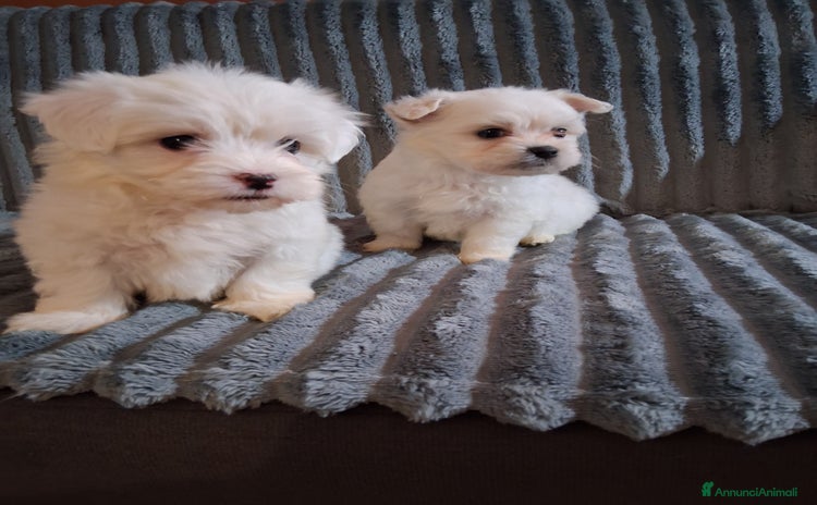 Maltese cani Maltese  - Annuncio 8
