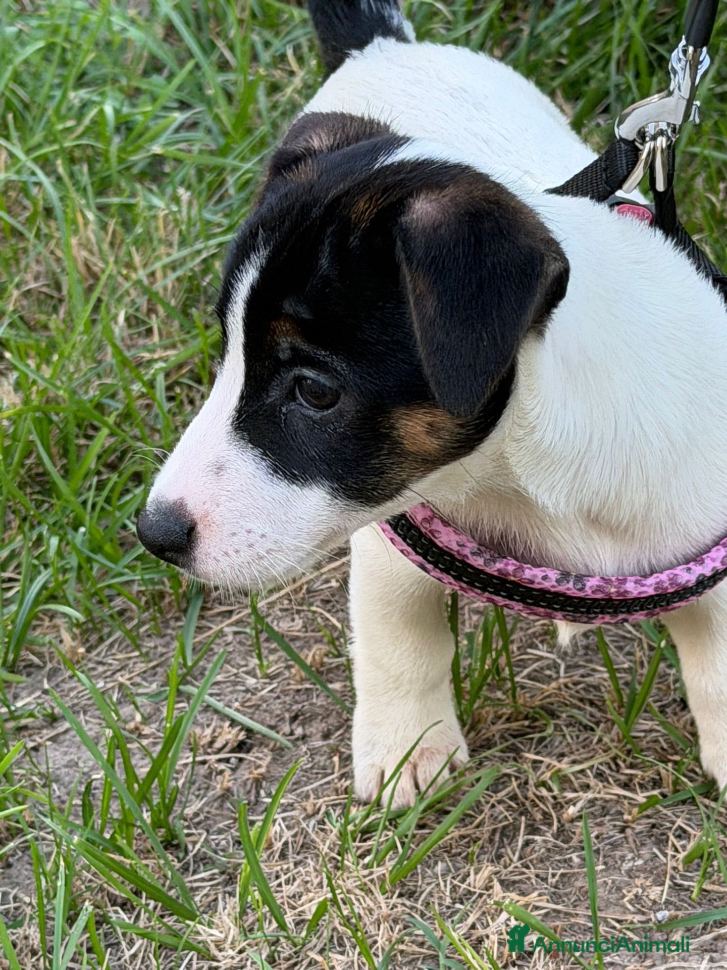 Jack Russell cani Cucciola di Jack Russell con pedigree - Annuncio 1