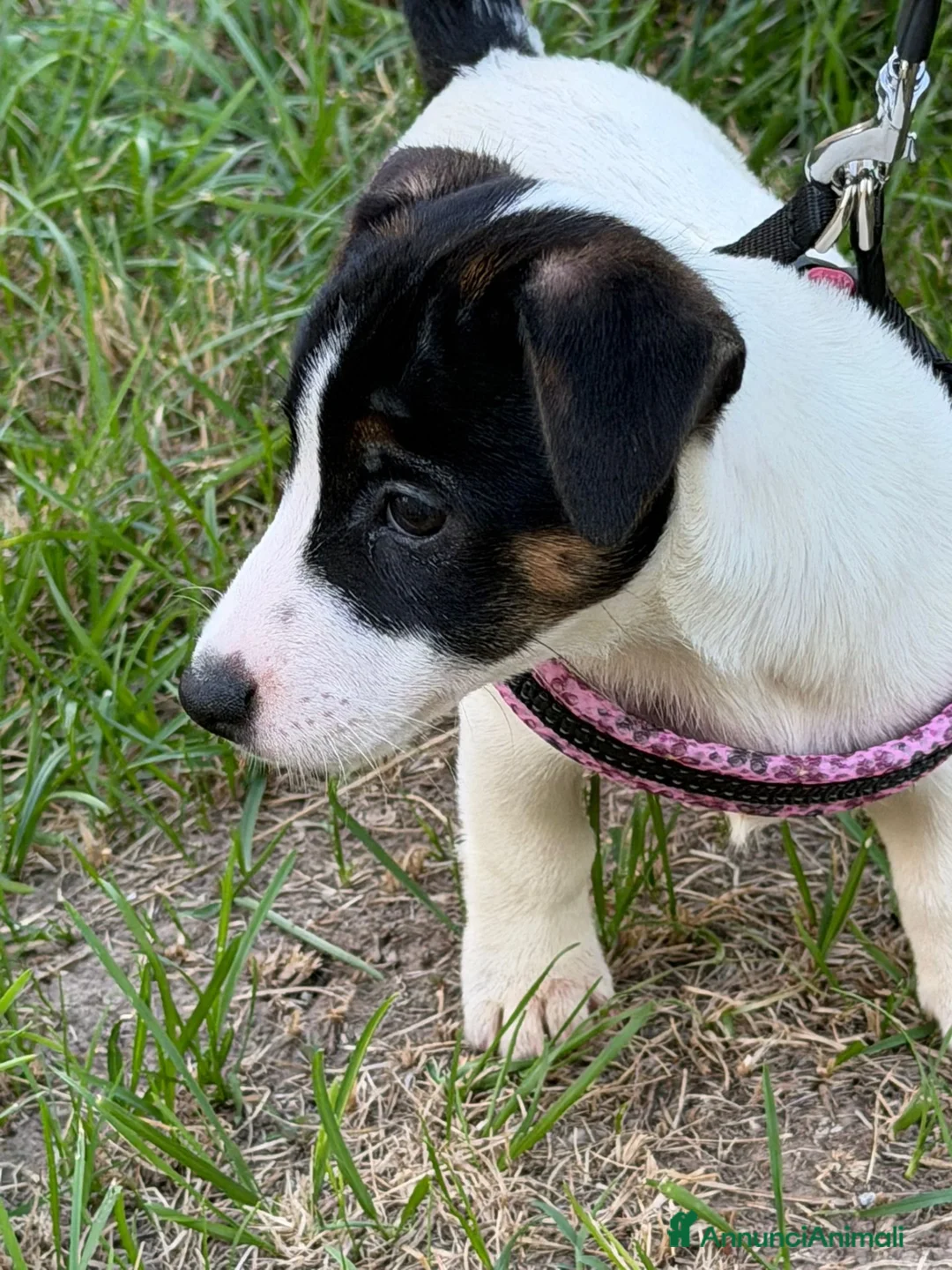 Jack Russell cani in vendita: Cucciola di Jack Russell con pedigree a Provincia autonoma di Trento - Annuncio 1