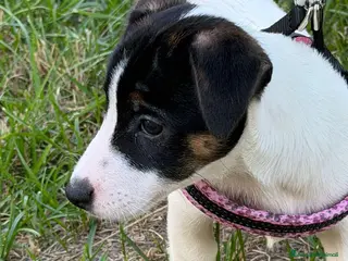 Jack Russell cani Cucciola di Jack Russell con pedigree - Annuncio 11