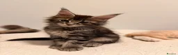 Maine Coon gatti in vendita: Cuccioli di Maine Coon  - Annuncio 8