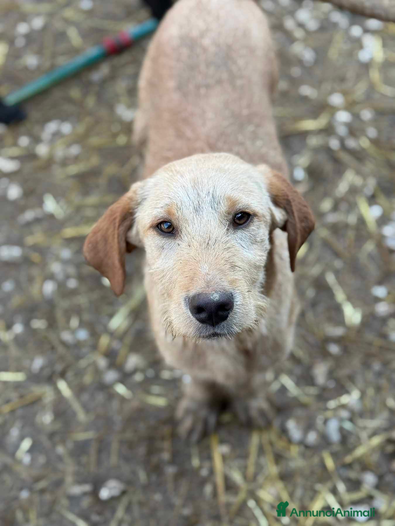 Labrador cani in regalo: KIRA e KALA, cucciolone mix LABRADOR! Dolcissime - Annuncio 5