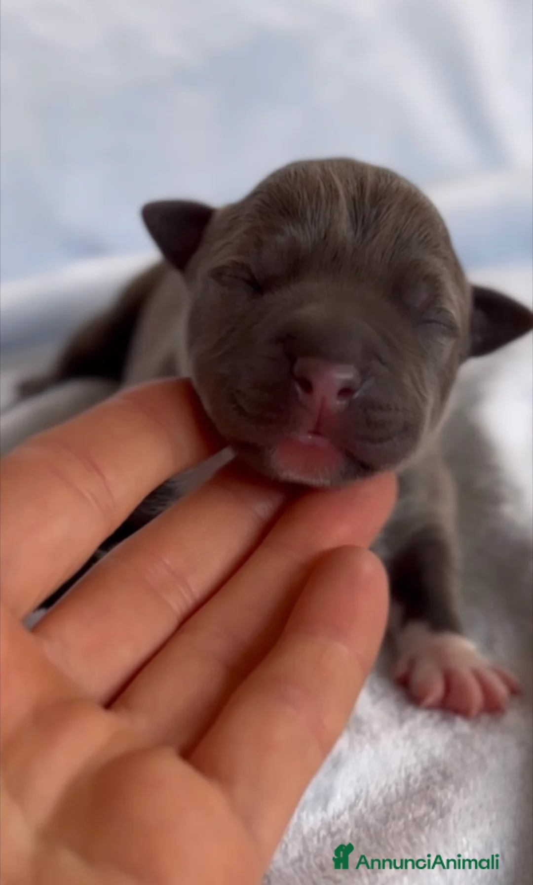 American Staffordshire cani in vendita: Amstaff cuccioli Blu e Blu Fawn con Pedigree ENCI - Annuncio 2