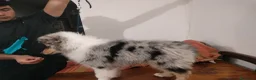 Collie cani in vendita: Cucciolo di Collie a Città Metropolitana di Genova - Annuncio 3