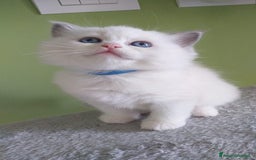 Ragdoll gatti in vendita: Cuccioli Ragdoll a Provincia di Bergamo - Immagine 24