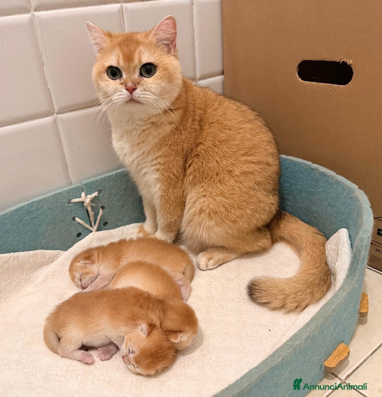 British gatti British Shorthair golden ny12 - Annuncio 7
