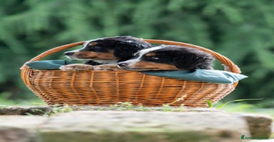 Bovaro del Bernese cani a Città Metropolitana di Torino - Annuncio 14