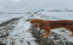 Golden Retriever cani per accoppiamento: Golden Retriever disponibile per monta a Provincia di Como - Immagine 2