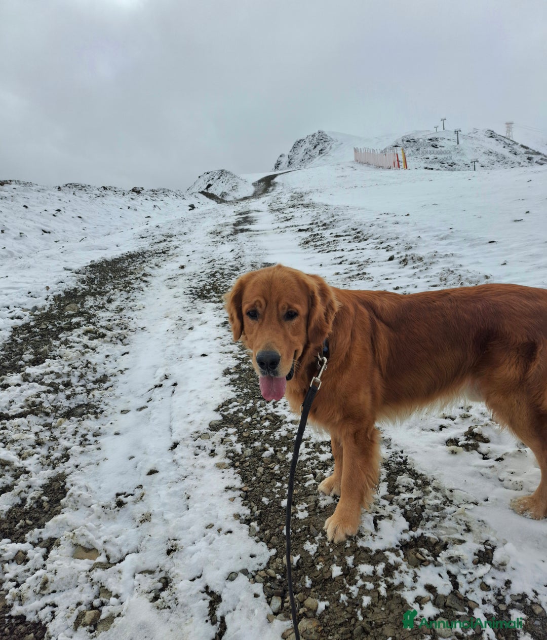 Golden Retriever cani per accoppiamento: Golden Retriever disponibile per monta a Provincia di Como - Immagine 2