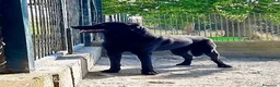 Meticcio cani in regalo: ARON giovane bravo simpaticone a Provincia di Lucca - Annuncio 2