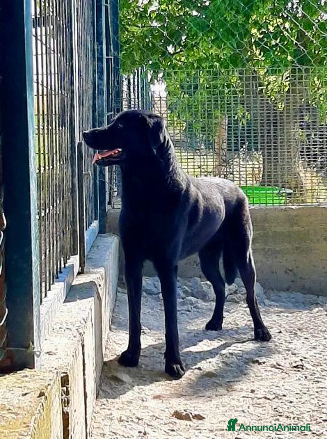 Meticcio cani in regalo: ARON giovane bravo simpaticone a Provincia di Lucca - Annuncio 2
