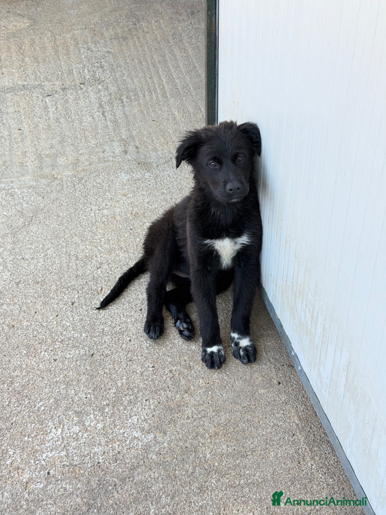 Meticcio cani Sofia - Annuncio 4