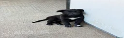 Meticcio cani in regalo: Sofia a Città Metropolitana di Bologna - Annuncio 1