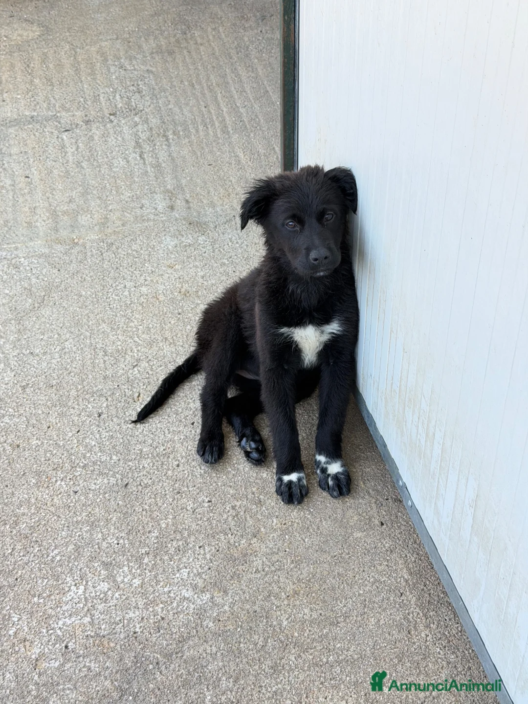 Meticcio cani in regalo: Sofia a Città Metropolitana di Bologna - Annuncio 1