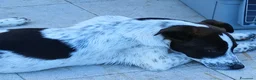 Meticcio cani in regalo: Macchia - Annuncio 6