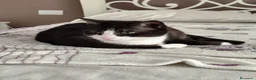 Europeo gatti in regalo: Micha e Rainbow hanno bisogno di una nuova casa! - Annuncio 5