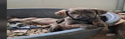 Meticcio cani in regalo: Cuccioli di meticcio - Annuncio 6