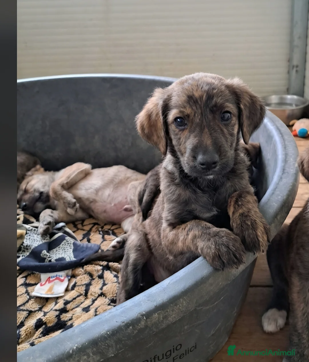 Meticcio cani in regalo: Cuccioli di meticcio - Annuncio 6