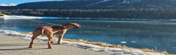 Rhodesian Ridgeback cani in vendita: Rhodesian Ridgeback da privato - femmina - Annuncio 5
