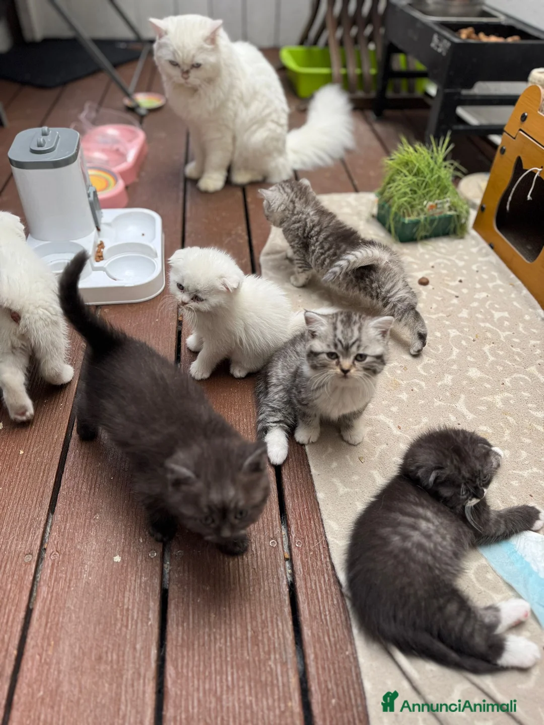 British gatti in vendita: gattini British & Scottish fold - Annuncio 2
