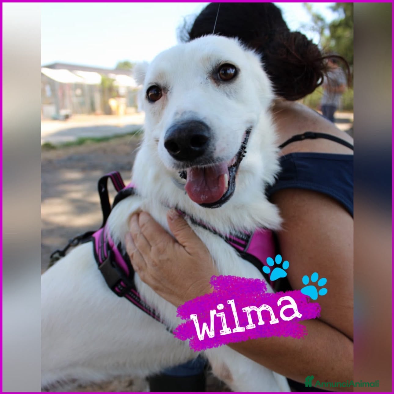 Meticcio cani WILMA 💗 LA COMPAGNA DI VITA CHE ASPETTI 😍 - Annuncio 39