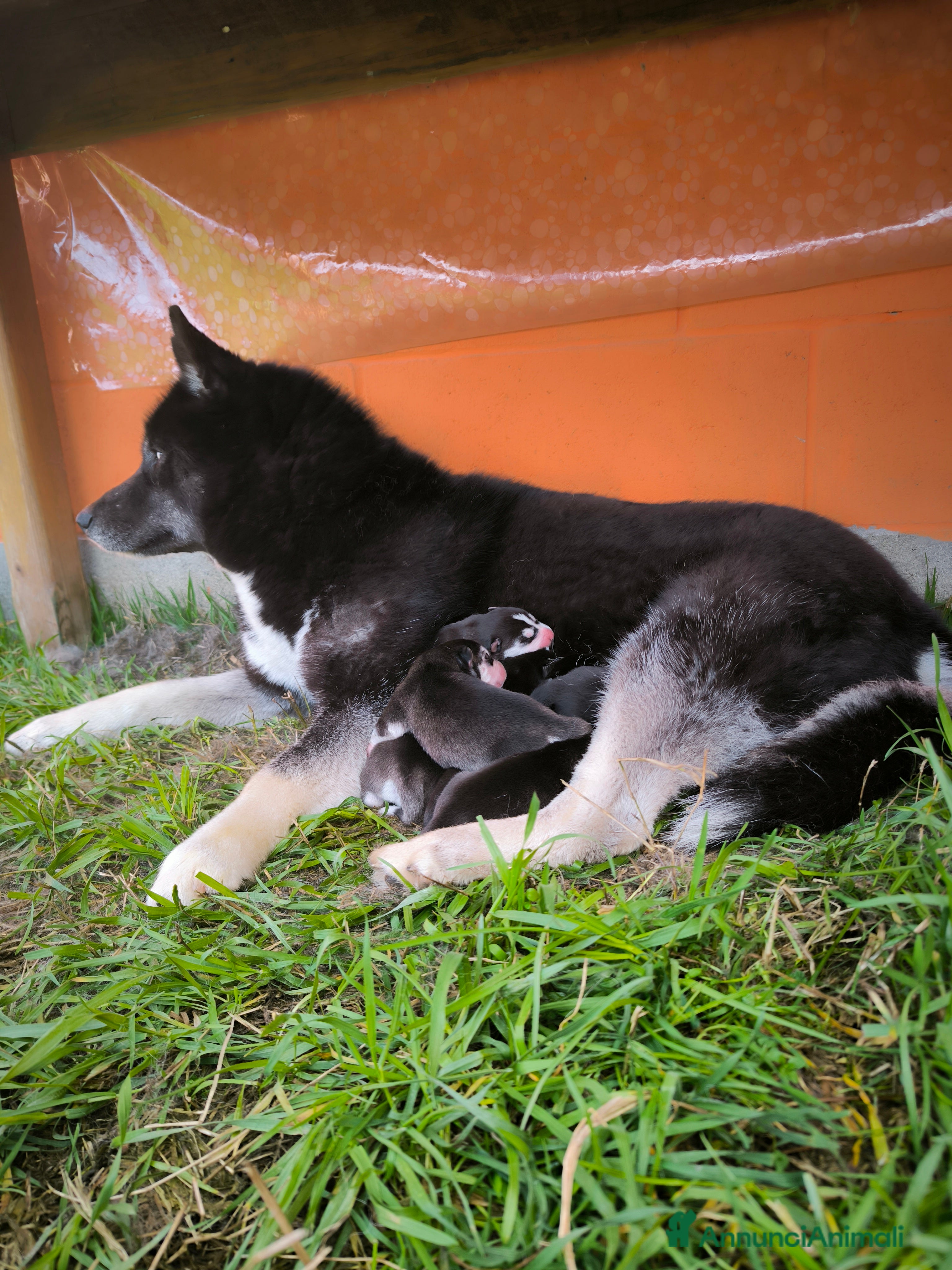 Husky cani Siberian Husky cuccioli con pedigree a Provincia di Pavia - Annuncio 1
