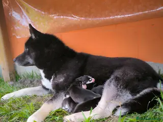 Husky cani Siberian Husky cuccioli con pedigree a Provincia di Pavia - Annuncio 1
