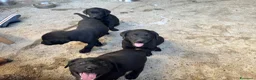 Labrador cani in vendita: Cuccioli Labrador Nero con Pedigree ENCI a Provincia di Pavia - Annuncio 3