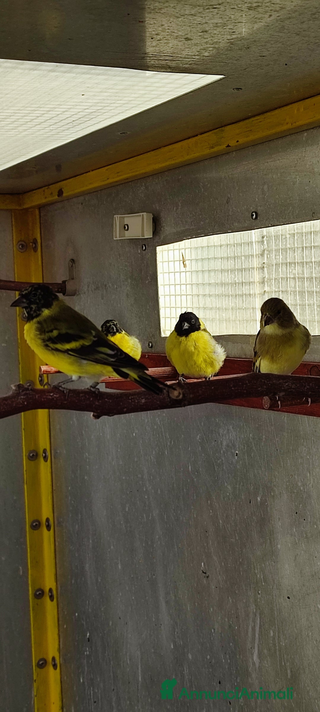 Altre razze gatti in vendita: Lucherini Di Magellano Novelli 2025 - Annuncio 5