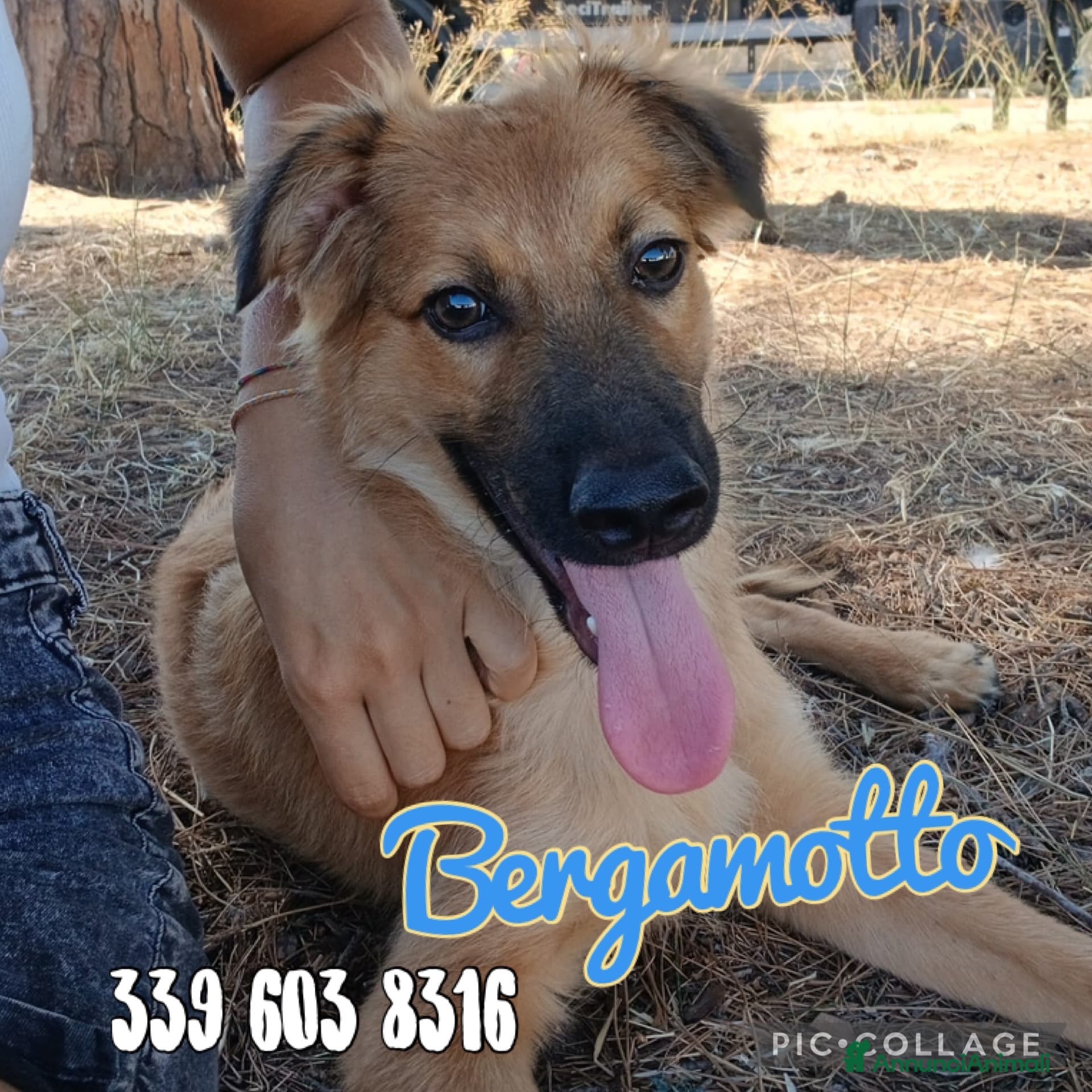 Meticcio cani BERGAMOTTO 💙 PRONTO A UNA NUOVA VITA - Annuncio 24