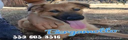 Meticcio cani in regalo: BERGAMOTTO 💙 PRONTO A UNA NUOVA VITA - Annuncio 1