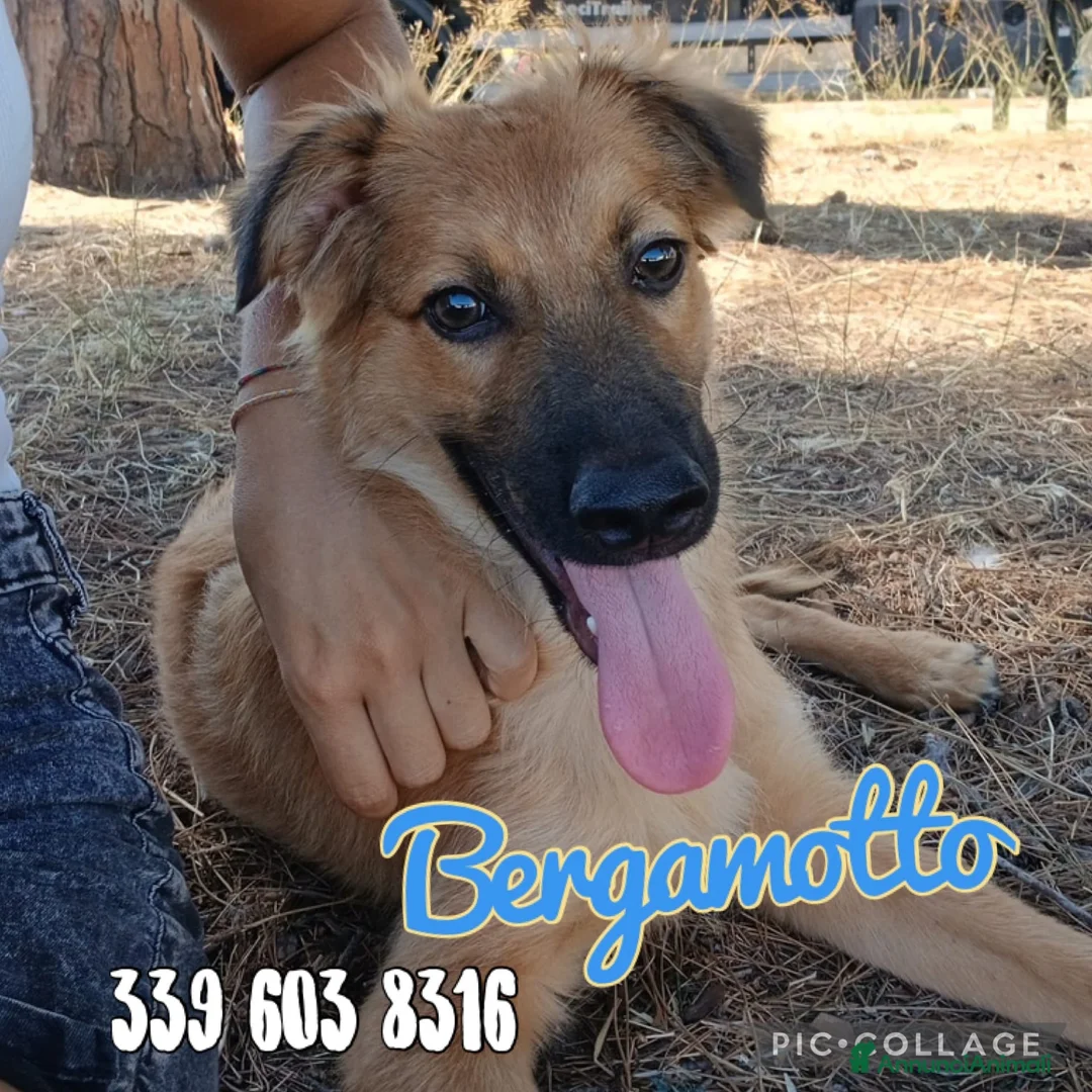 Meticcio cani in regalo: BERGAMOTTO 💙 PRONTO A UNA NUOVA VITA - Annuncio 1