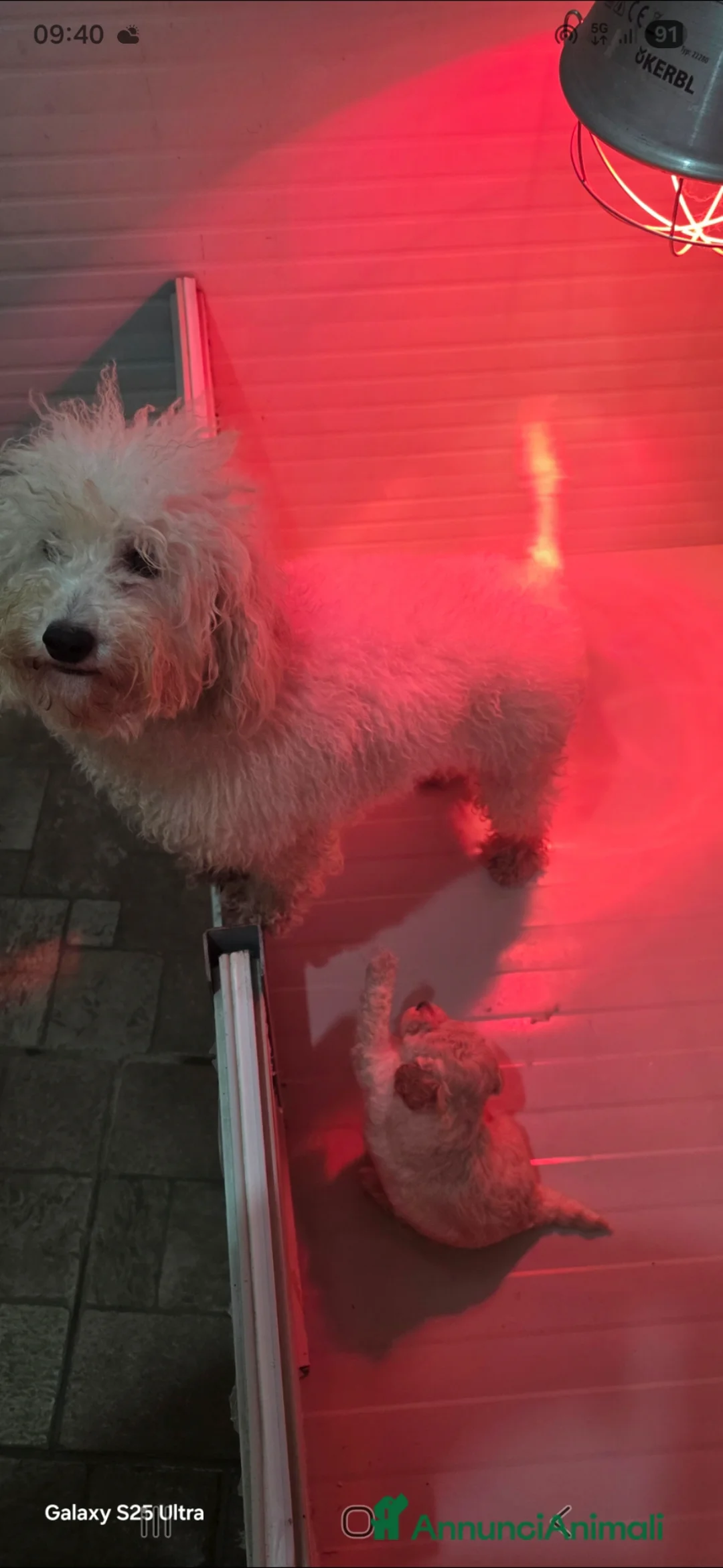 Barboncino Toy cani in vendita: Barboncino toy - Annuncio 23