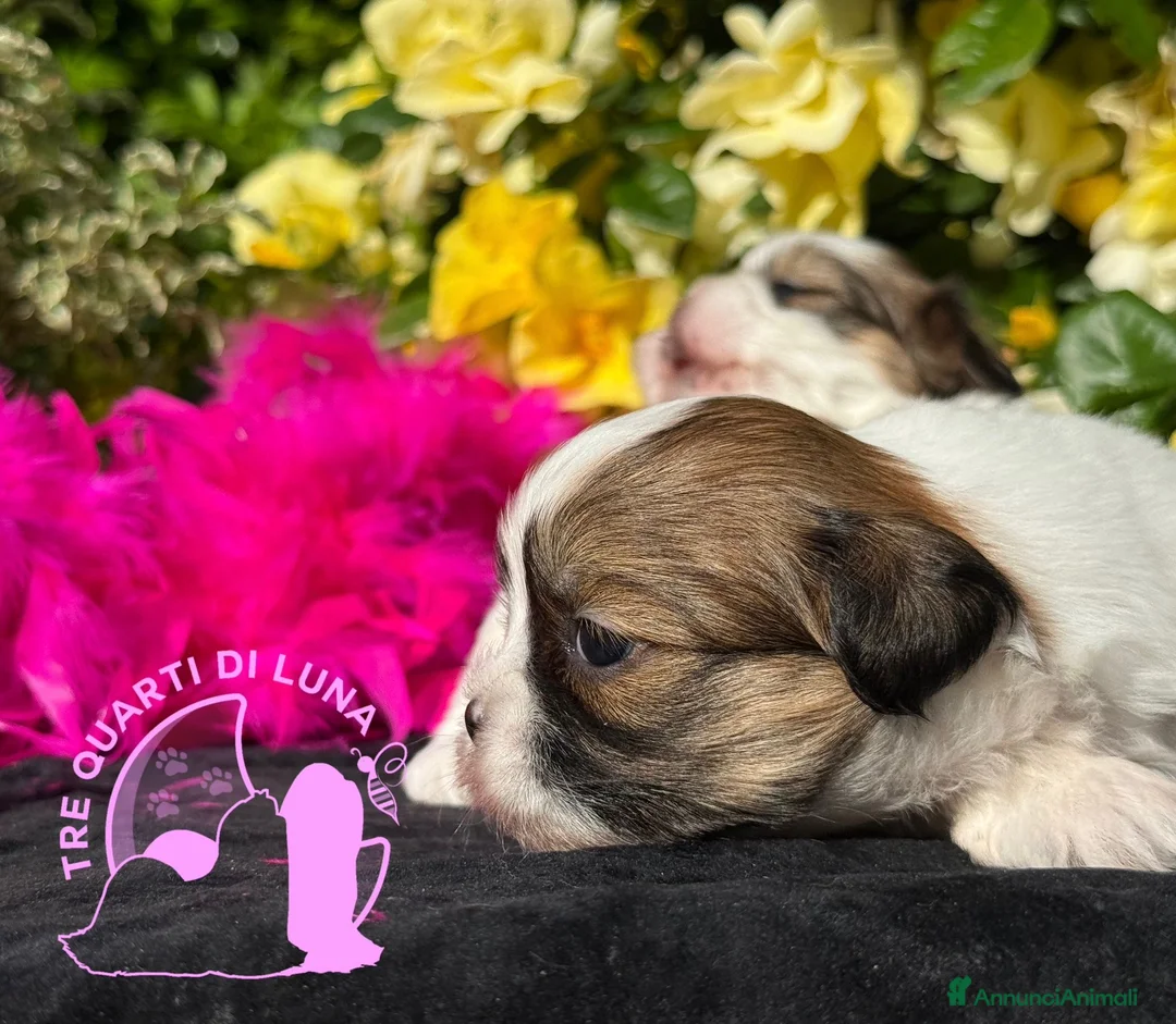 Maltipoo cani in vendita: Maltipoo Barboncino Lhasa Apso– Tre Quarti di Luna - Annuncio 4