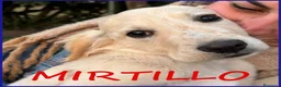 Meticcio cani in regalo: MIRTILLO mix setter dolcissimo - Annuncio 1