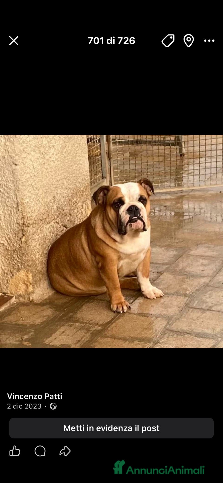 Bulldog cani Bulldog - Annuncio 23