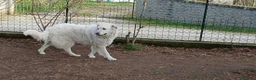 Meticcio cani in regalo: SALLY ATTENDE IL SUO RISCATTO, IN ADOZIONE - Annuncio 4