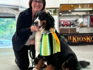 Bovaro del Bernese cani CUCCIOLATA IN ARRIVO SI PRENOTANO CUCCIOLI - Annuncio 2