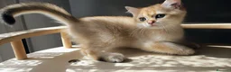 British gatti in vendita: British golden shorthair  - Annuncio 4