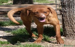 Meticcio cani in regalo: ADOTTA IL BELLISSIMO CORFU' a Provincia di Prato - Annuncio 1