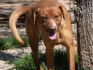 Meticcio cani ADOTTA IL BELLISSIMO CORFU' a Provincia di Prato - Annuncio 10